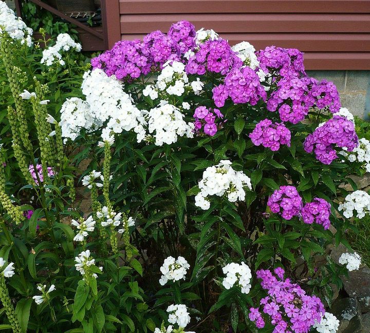 phlox, gardening, I love all the colors but the white really seems to make the others pop