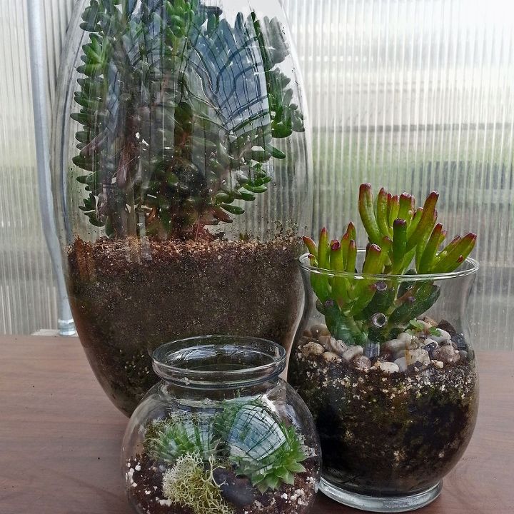 what is your succulent style, container gardening, flowers, gardening, succulents, terrarium