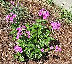 a sunny perennial garden, flowers, gardening, perennials, Purple phlox