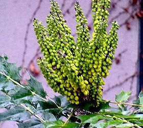 winter color in the garden, flowers, gardening, Mahonia the pointed leaves make it unattractive to deer