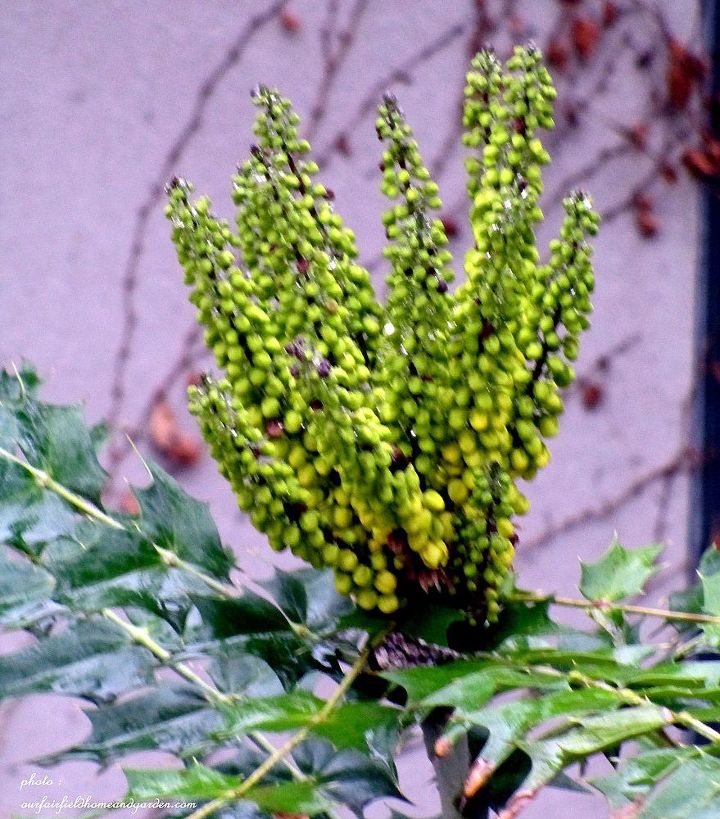 winter color in the garden, flowers, gardening, Mahonia the pointed leaves make it unattractive to deer