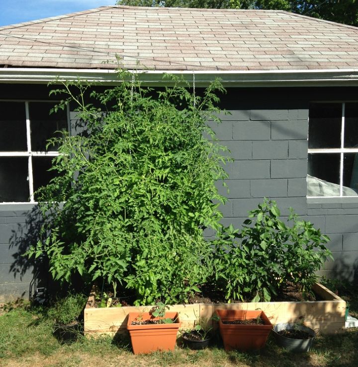 q rookie tomato mistakes, gardening, raised garden beds, 1 week ago