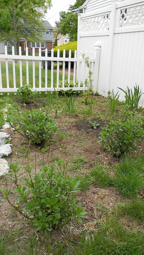 perennial garden update, flowers, gardening, perennials, I ve added a bee balm plant to the rear and planted a primrose that was given to me as an Easter gift Still looking a bit sparse on this side though