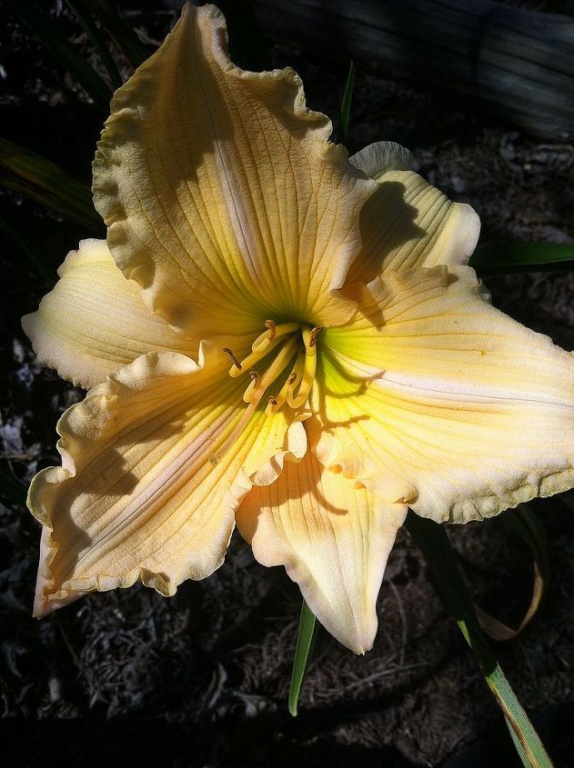 the start of the daylily blooms 2013, gardening