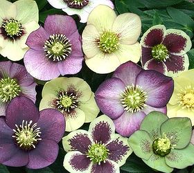 year round flower garden ideas, flowers, gardening, Hellebore is winter blooming and pairs well with summer blooming Astilbe or Hosta