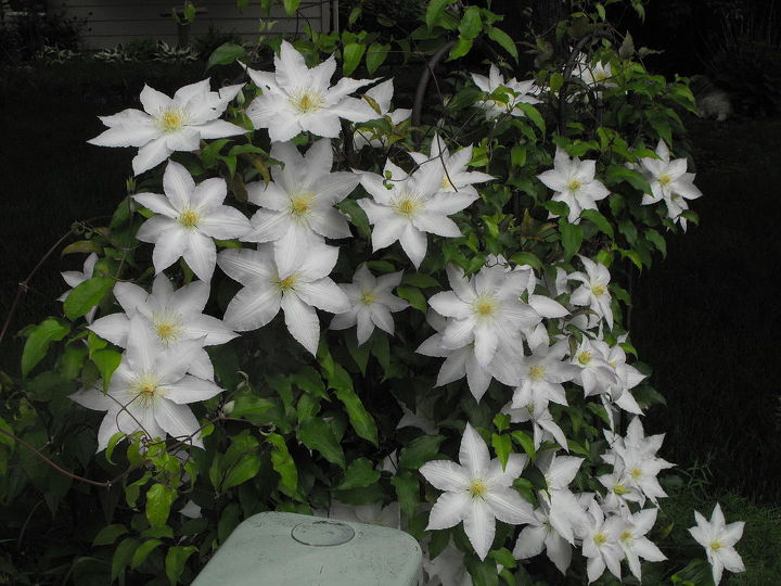 spring, container gardening, easter decorations, flowers, gardening, seasonal holiday d cor, Clematis that is a early spring bloomer