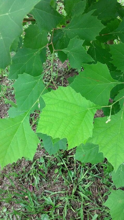 q i think this is a maple tree can anyone let me know for sure, gardening