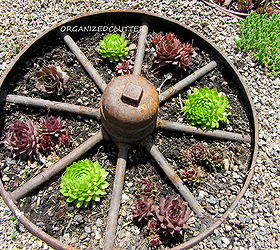 12 fun ways to plant hen amp chicks, gardening, outdoor living, repurposing upcycling, succulents, In a rusty iron wheel