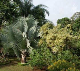new pics costa rica 11 24 13, flowers, gardening, landscape, Bismarkia palm contrasting with the landscape