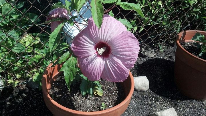 potted hibiscus, flowers, gardening, hibiscus