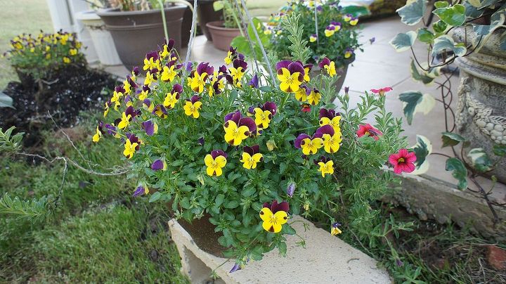 my spring garden, flowers, gardening, hydrangea