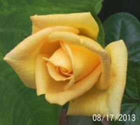 just some of the flowers in our yard, flowers, gardening, My perfect yellow rose love it they are my favorite