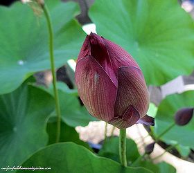 diy create your own water garden in a container, container gardening, flowers, gardening, outdoor living, ponds water features, Lotus Flower Bud