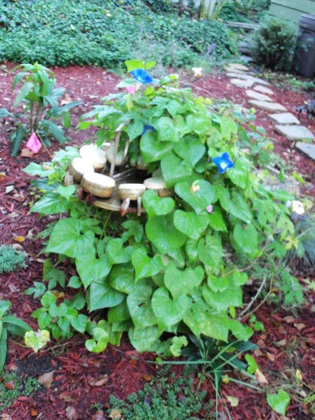 monster vines in my october garden, flowers, gardening, Raindrum being swallowed by Thing 2