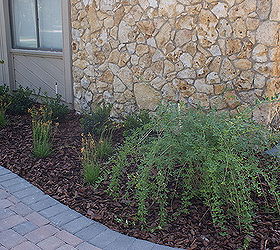 new pictures, gardening, landscape, outdoor living, Primrose Jasmine as a corner specimen with Florida field stone in the background