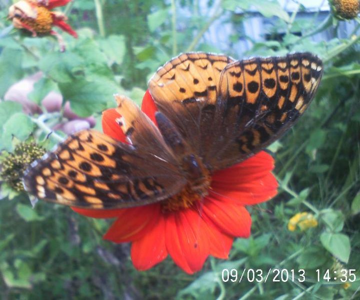 great spangled fritillary butterfly, pets animals, Great Spangled Fritillary Butterfly