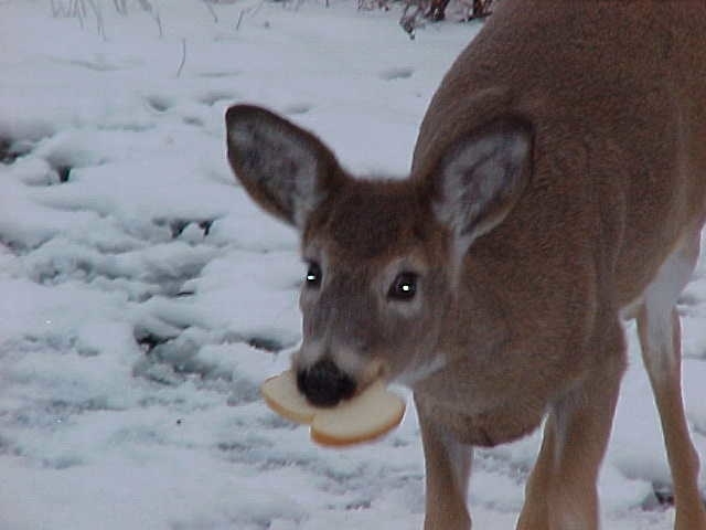 winter deer, pets animals