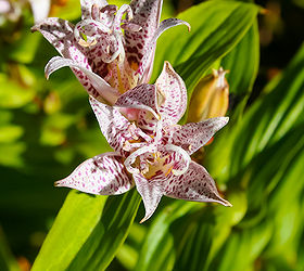 toad lily tricyrtis, flowers, gardening