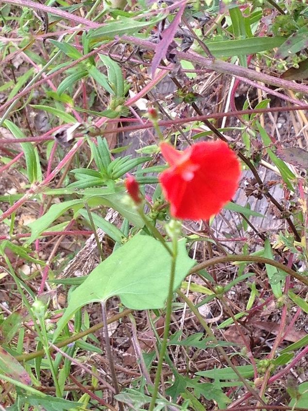 help me identify this plant please, flowers, gardening