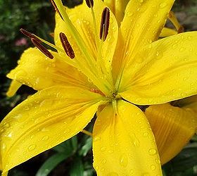 june garden our fairfield home garden, flowers, gardening, Yellow Asiatic Lily Bloom