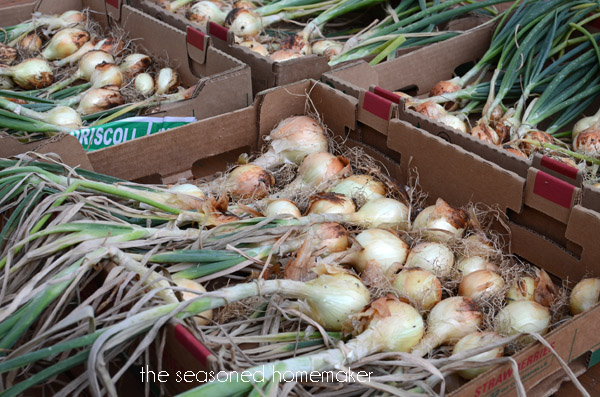 storing onions, gardening, I ve pulled my onions I will trim the green tops to about 12