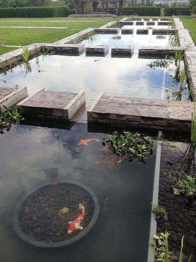 aquatic planting in a formal water feature by bluecreek, landscape, ponds water features, Lilly pot in the top pool