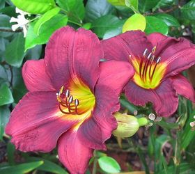 what ate my day lilies