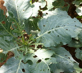 something is eating my collard cabbage and pepper leaves any idea what it is and, Collards