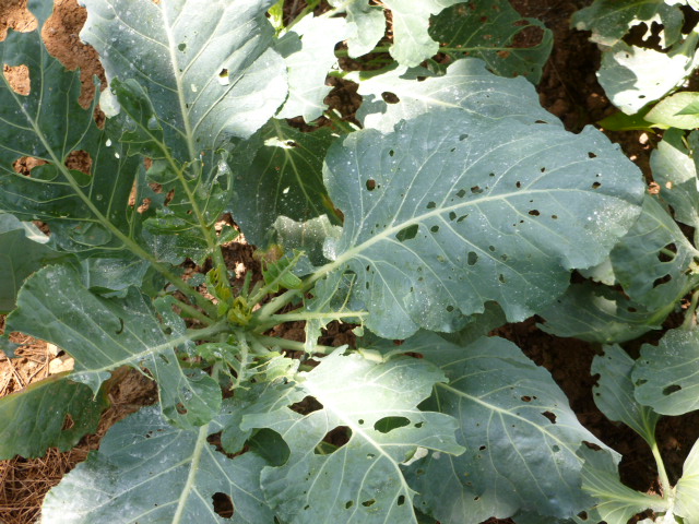 something is eating my collard cabbage and pepper leaves any idea what it is and, Collards