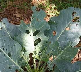 something is eating my collard cabbage and pepper leaves any idea what it is and, Collards