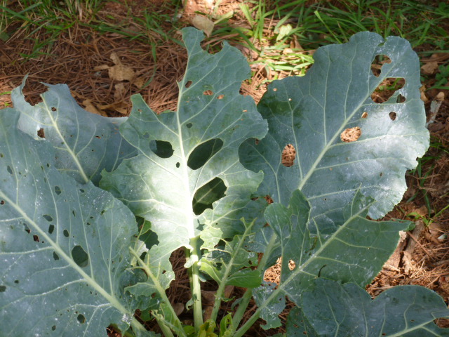 something is eating my collard cabbage and pepper leaves any idea what it is and, Collards