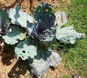 something is eating my collard cabbage and pepper leaves any idea what it is and, Red Cabbage