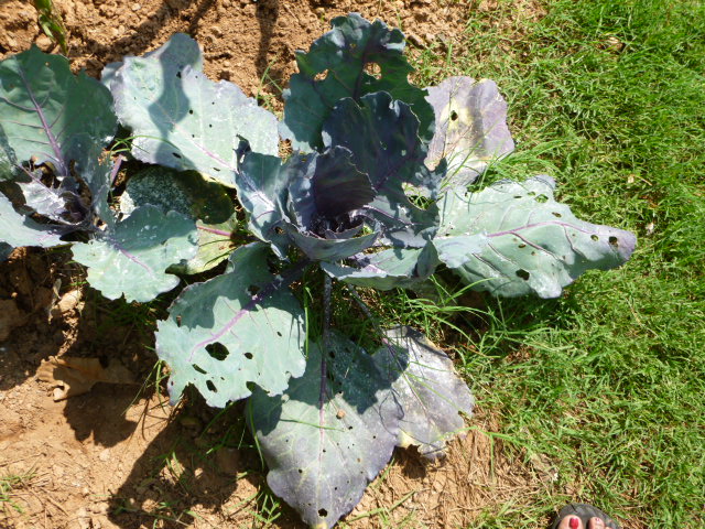 something is eating my collard cabbage and pepper leaves any idea what it is and, Red Cabbage