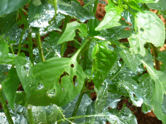 something is eating my collard cabbage and pepper leaves any idea what it is and, Pepper