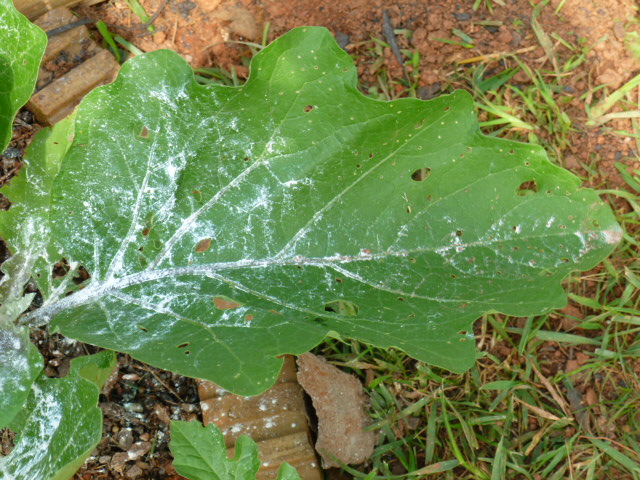 something is eating my collard cabbage and pepper leaves any idea what it is and, Egg Plant