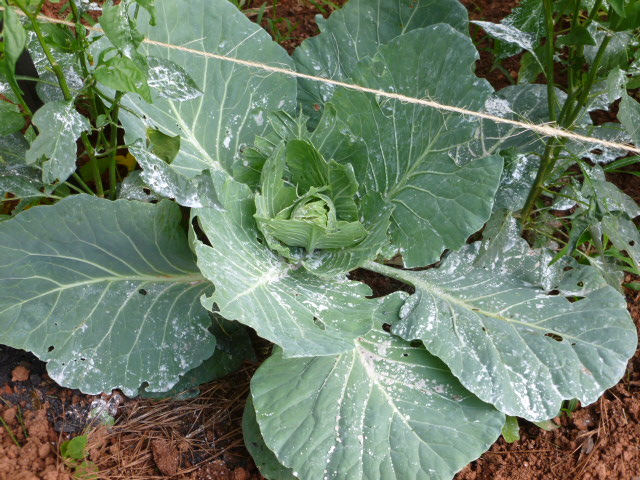 something is eating my collard cabbage and pepper leaves any idea what it is and, Cabbage