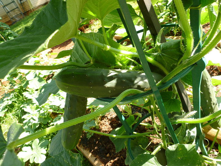 eroding leaves any ideas on what s causing this and how to fix could this still, gardening, pest control, just a bragging moment cucumbers