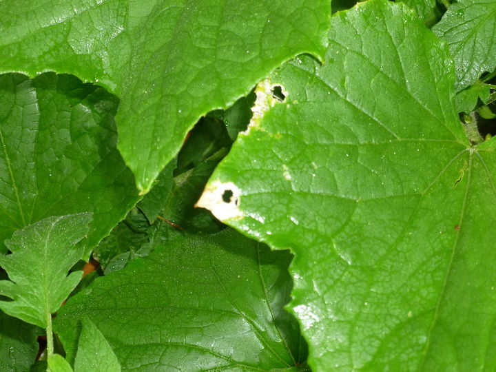 eroding leaves any ideas on what s causing this and how to fix could this still, gardening, pest control, Eroding leaves maybe 2