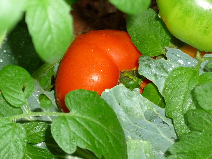 eroding leaves any ideas on what s causing this and how to fix could this still, gardening, pest control, just a bragging moment tomatoes finally turning red