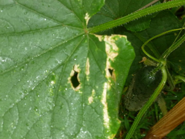 eroding leaves any ideas on what s causing this and how to fix could this still, gardening, pest control, Eroding leaves maybe 5