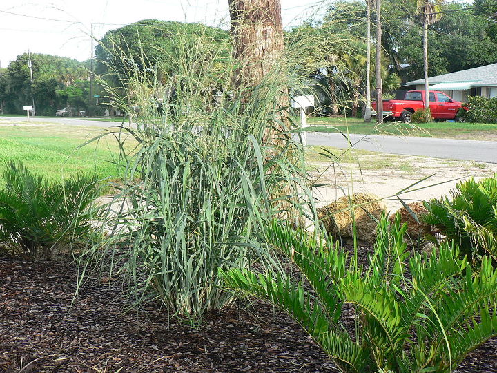 looking for something different in the world of ornamental grasses check out panicum, gardening, landscape, outdoor living, Dewey blue in my front yard with Zamia floridana coontie