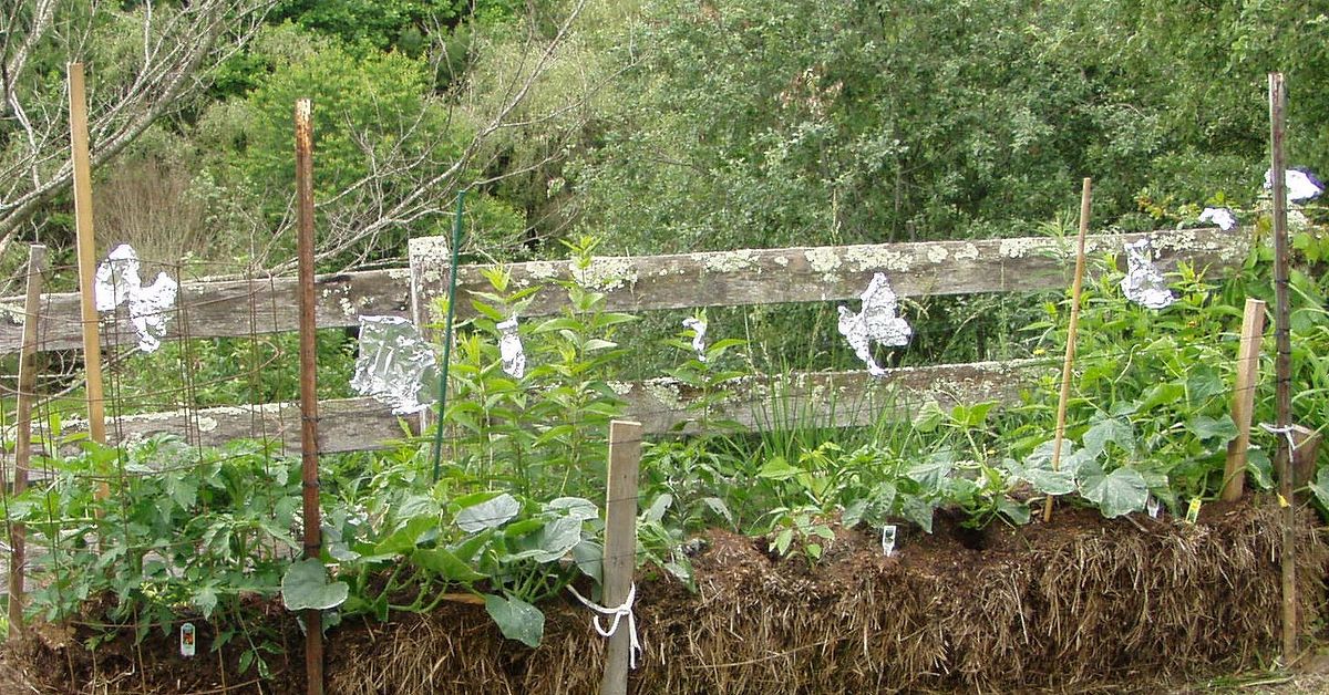 Hay bale gardening | Hometalk