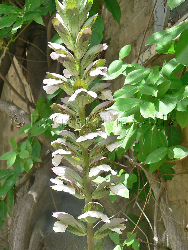 scenes from an italian garden, gardening, Acanthus The plant the spawned the recent Hometalk question about the derivation of one of its common names bears breeches