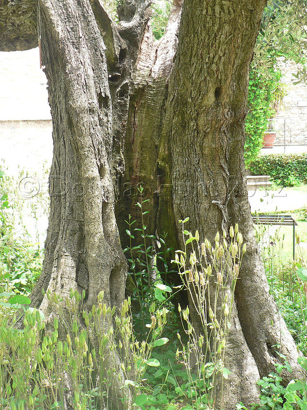scenes from an italian garden, gardening, The nearly hollow trunk of the olive