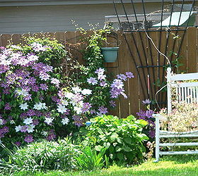 my front yard flowers, flowers, gardening, Clematis and Honeysuckle
