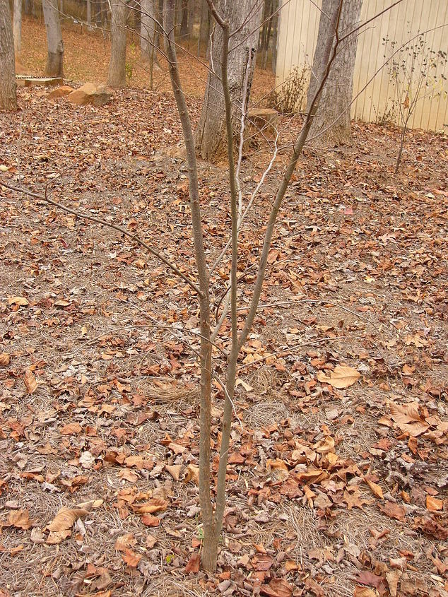 2nd question should i allow this tree to grow as is with a forked trunk or, gardening