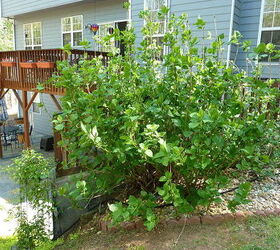 trying to turn and black thumb into a green thumb try try try, flowers, gardening, hydrangea, Blue Hydrangea bush