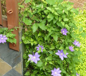 trying to turn and black thumb into a green thumb try try try, flowers, gardening, hydrangea, Purple Clematis is bursting