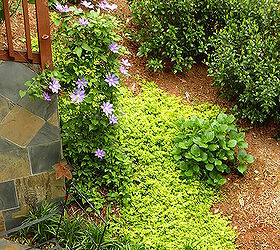 new updated pictures of the deck and decked out and ready for spring, decks, home improvement, outdoor living, patio, Purple Clematis creeping jenny that spread like wildfire this Spring hydrangeas gardenias monkey grass