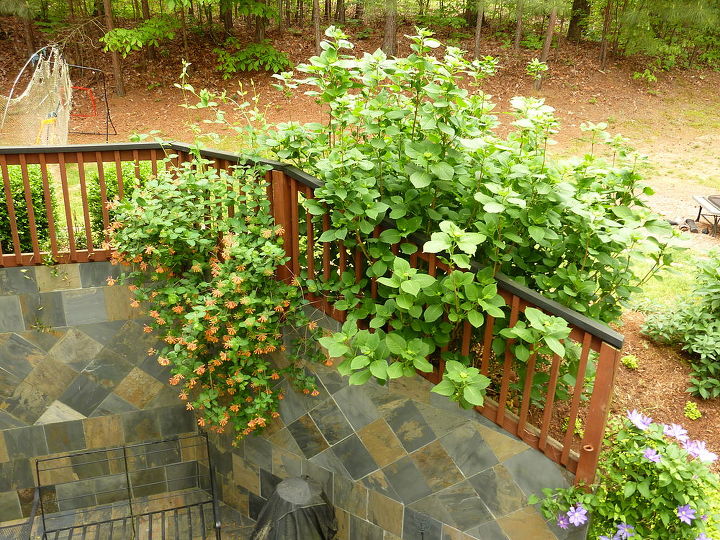 new updated pictures of the deck and decked out and ready for spring, decks, home improvement, outdoor living, patio, Honeysuckle and Hydrangea